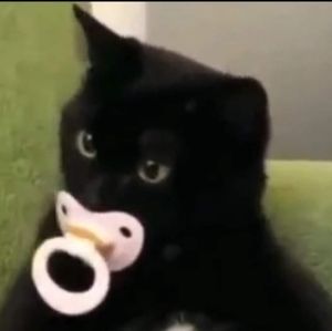 Meet your Posher, ollie